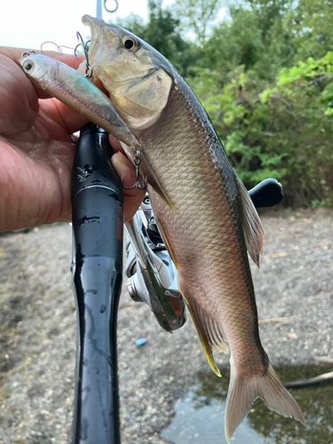 ハスの釣果