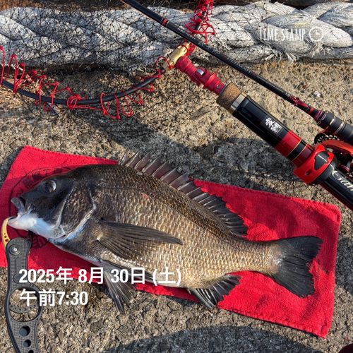 チヌの釣果