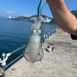 アオリイカ