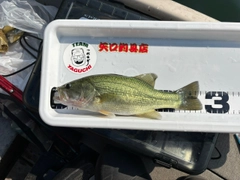 ラージマウスバスの釣果