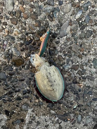 モンゴウイカの釣果