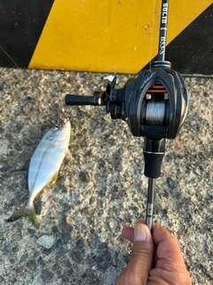 メッキの釣果