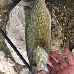 スモールマウスバス