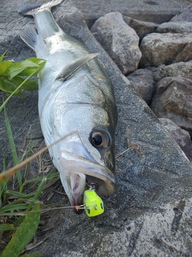 シーバスの釣果