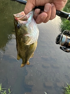 ラージマウスバスの釣果
