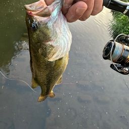 ラージマウスバス