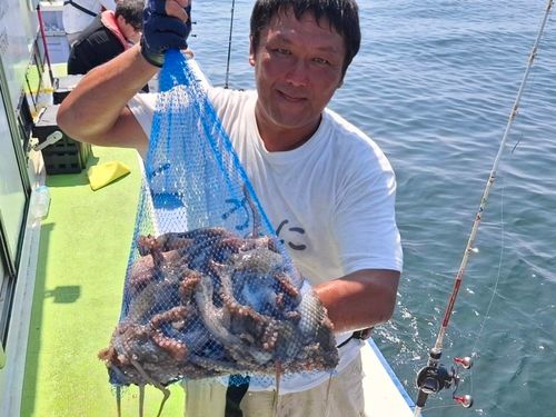 マダコの釣果