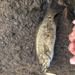 スモールマウスバス