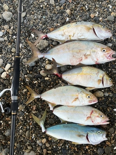 ショゴの釣果