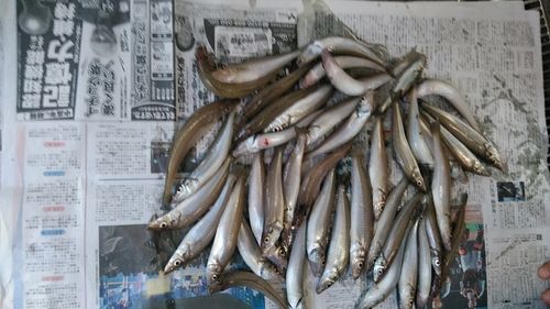シロギスの釣果