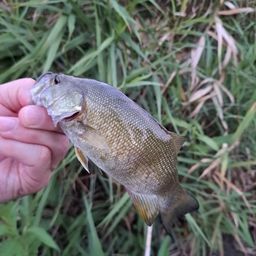 スモールマウスバス