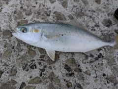 ワカシの釣果