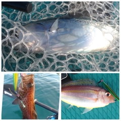 ソウダガツオの釣果