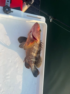 アコウの釣果