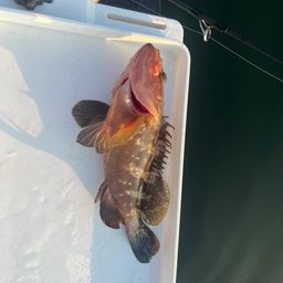 アコウ
