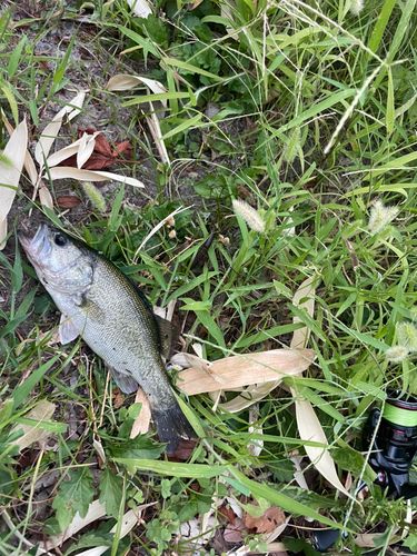 ブラックバスの釣果