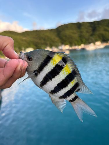 オヤビッチャの釣果