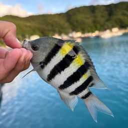 オヤビッチャ
