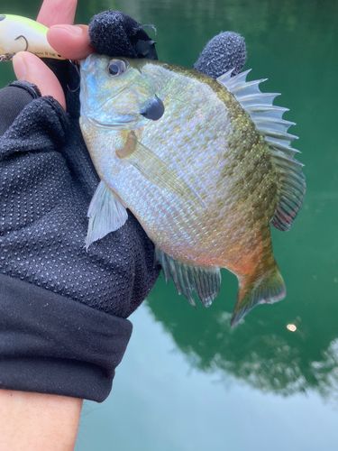 ブルーギルの釣果