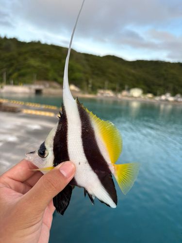 オニハタタテダイの釣果