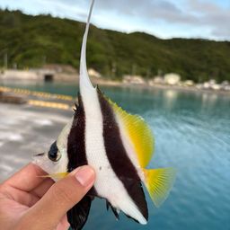 オニハタタテダイ