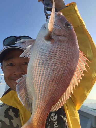 マダイの釣果