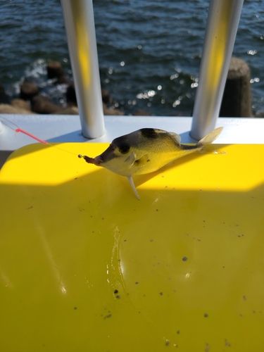 ギマの釣果