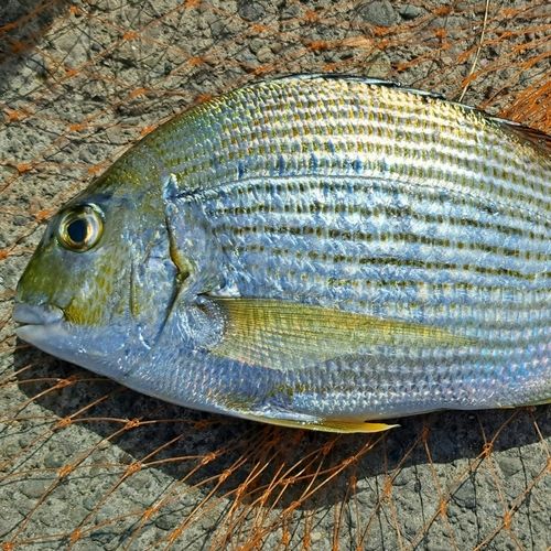 ヘダイの釣果