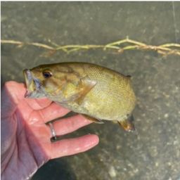 スモールマウスバス