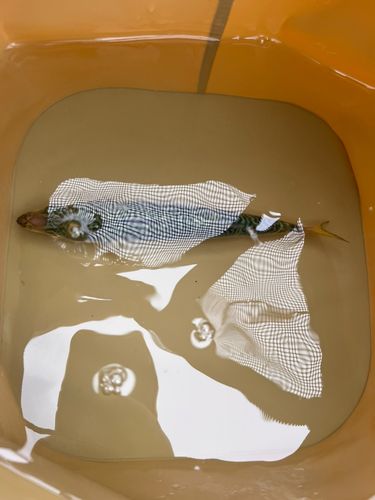 サバの釣果