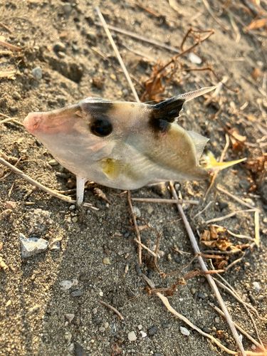 シロギスの釣果