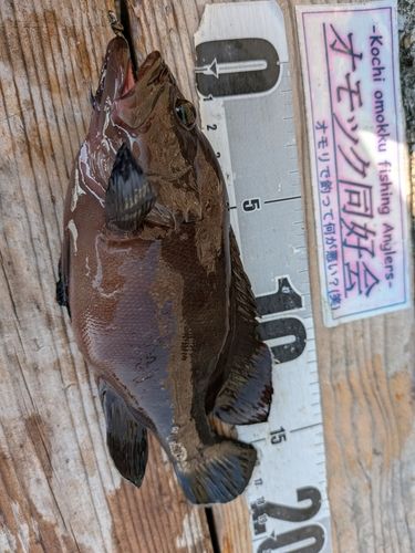 マハタの釣果