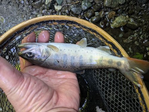 アマゴの釣果