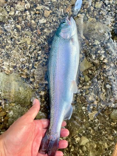 ニジマスの釣果