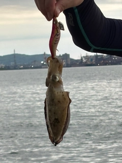 コウイカの釣果