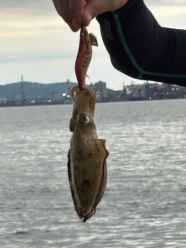 コウイカの釣果
