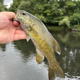 スモールマウスバス