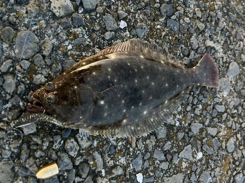 ヒラメの釣果