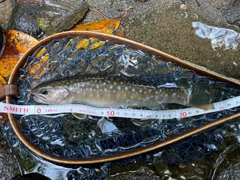 イワナの釣果