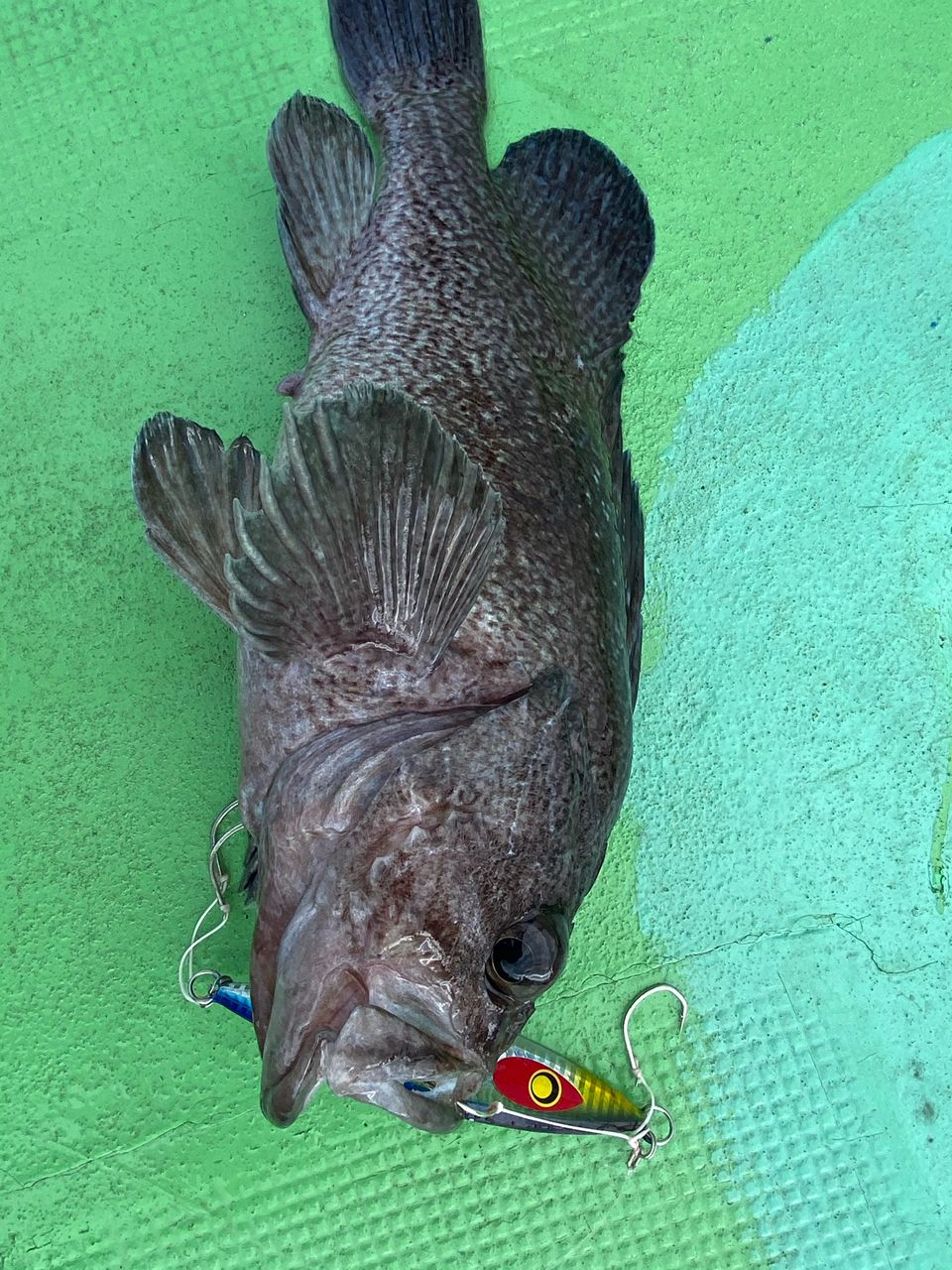 どかじゃさんの釣果 1枚目の画像