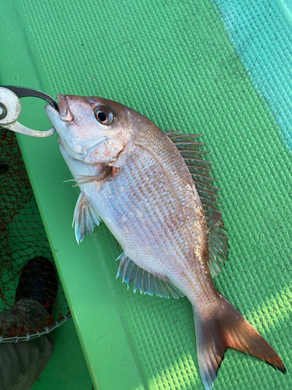 どかじゃさんの釣果 3枚目の画像