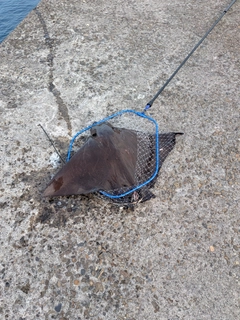 ナルトビエイの釣果