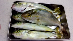 ショゴの釣果