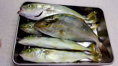 ショゴの釣果