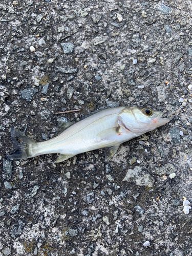 セイゴ（マルスズキ）の釣果