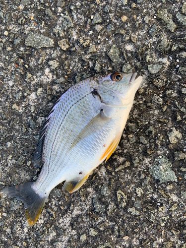 キビレの釣果
