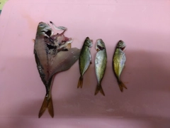 マアジの釣果