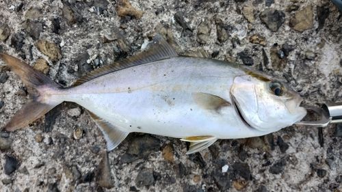 ネリゴの釣果