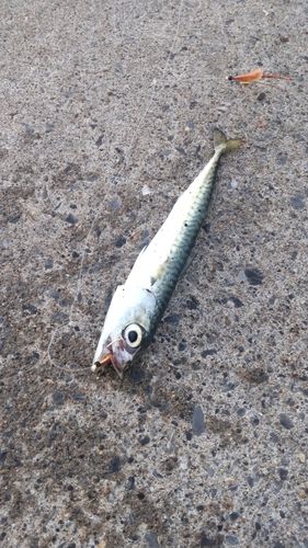 サバの釣果