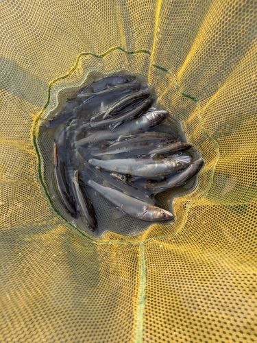 アユの釣果